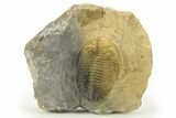 Detailed Hollardops Trilobite - Multi-Toned Shell #280930-2